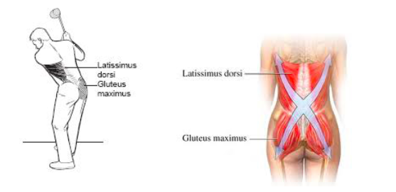 How To Fix My Lower Back Pain Forever Capital Physiotherapy