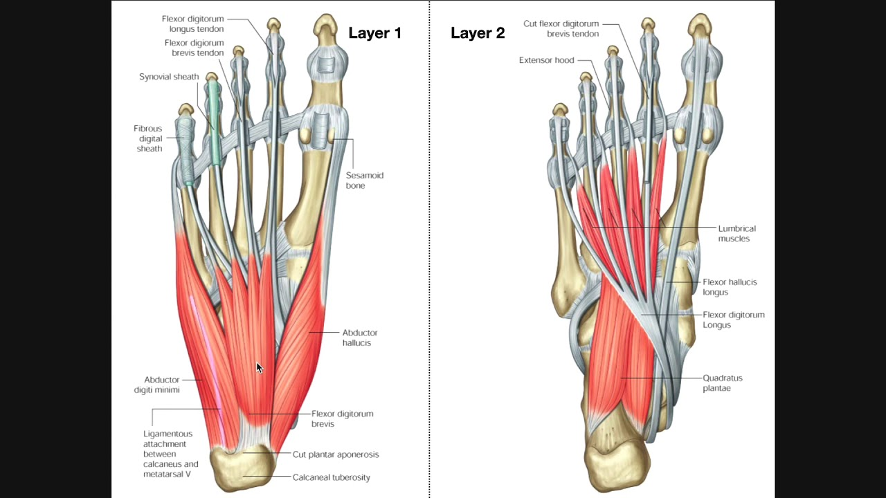 extrinsic foot muscles