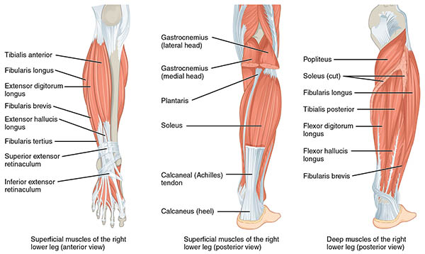lower leg anatomy