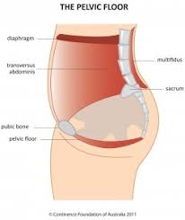 pelvic floor diagram